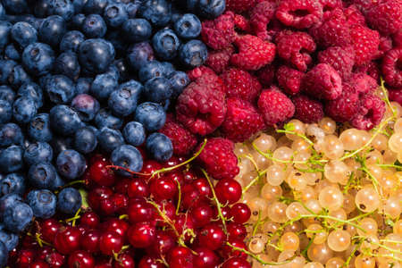 Gooseberries, blueberries, mulberry, raspberries, white and red currants background.の写真素材