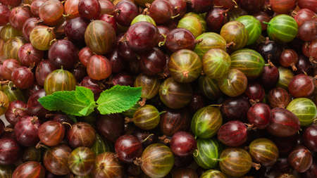 Gooseberry and mint as a background. Top view.の写真素材