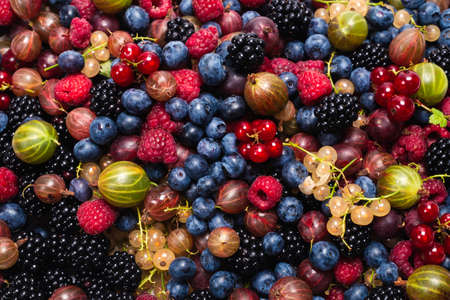 Gooseberries, blueberries, mulberry, raspberries, white and red currants background.の写真素材