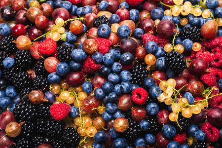 Gooseberries, blueberries, mulberry, raspberries, white and red currants background.の写真素材