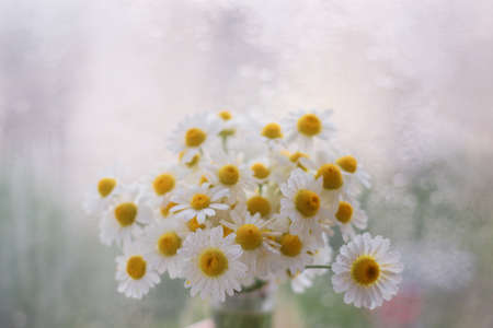 Little daisie on the windowの写真素材