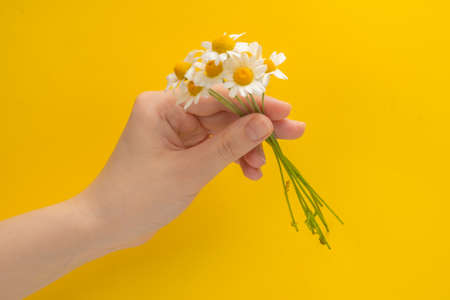 Little Daisie in woman hand on a yellow background.の写真素材