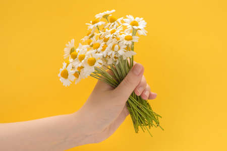 Little Daisie in woman hand on a yellow background.の写真素材