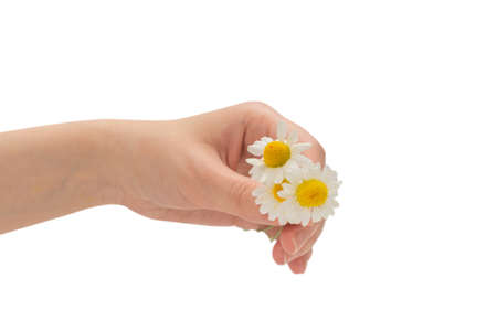 Bouquet of daisies in woman hand isolated on white background.の写真素材