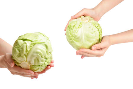 Cabbage in woman hand isolated on white background.の写真素材