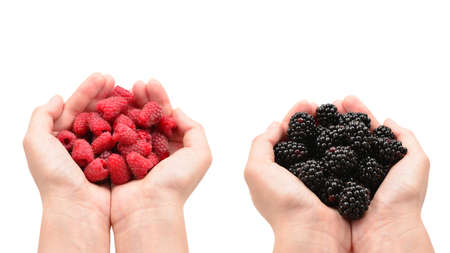 Raspberry kept in hands isolated on white background.