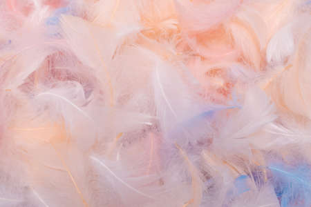 Colorful feather background, top view.の写真素材