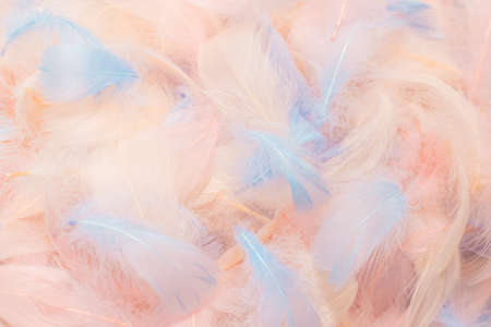 Colorful feather background, top view.の写真素材
