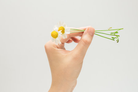 Bouquet of daisies in woman hand isolated on white background.の写真素材