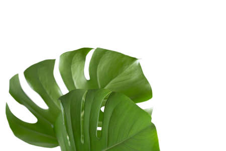 Green plant monstera on a white background.の写真素材