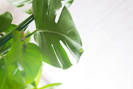 Green plant monstera on a white background.の写真素材
