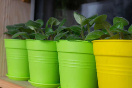 Flowers in pots on the windowsillの写真素材