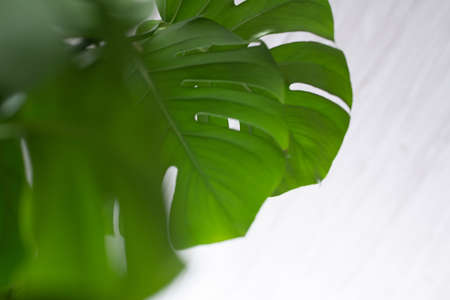 Green plant monstera on a white background.