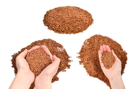 Lentils on a white background in woman hands.の写真素材