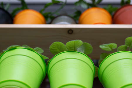 Flowers in pots on the windowsillの写真素材