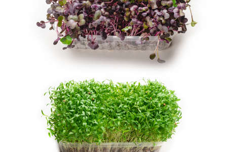 Fresh cilantro seedlings in plastic container isolated on white background.の写真素材