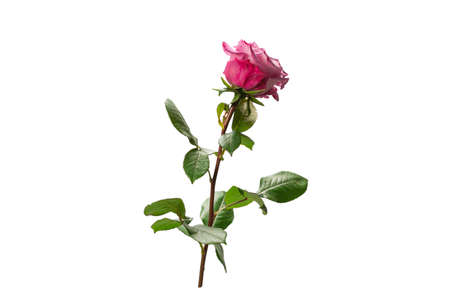 Pink rose isolated on white background.の写真素材