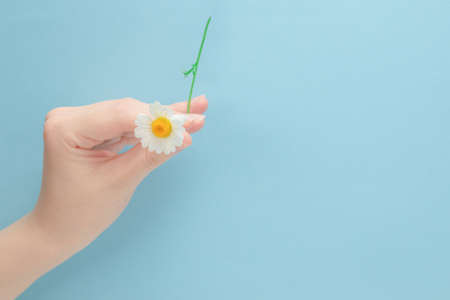 Little Daisie in woman hand on a blue background.の写真素材