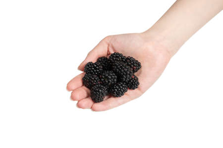 Tasty blackberry kept in hands isolated on white background. Top view.の写真素材