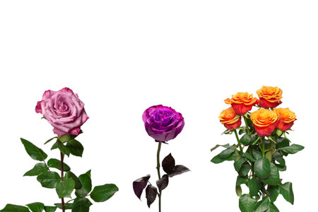 Orange rose isolated on a white background. Top view.の写真素材