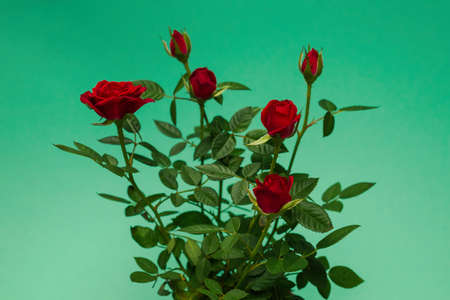 Red roses in a pot on a green background. Copy space.の写真素材