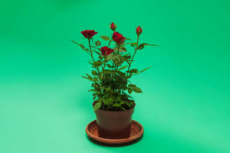 Red roses in a pot on a green background. Copy space.の写真素材
