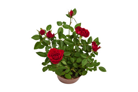 Red roses in a pot isolated on a white background.の写真素材