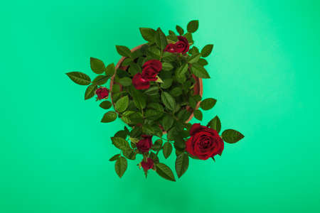 Red roses in a pot on a green background. Copy space.の写真素材