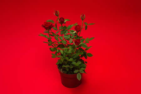 Red roses in a pot on a red background. Copy space.の写真素材