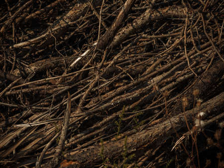 A pile of dry twigs as a background. Wooden background.の写真素材