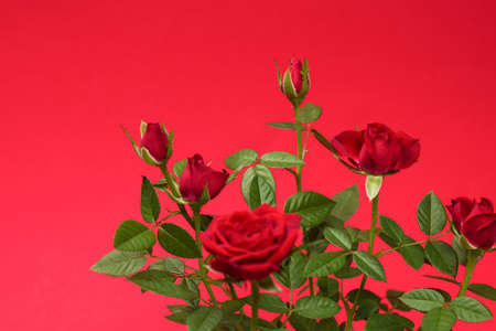 Red roses in a pot on a red background. Copy space.の写真素材