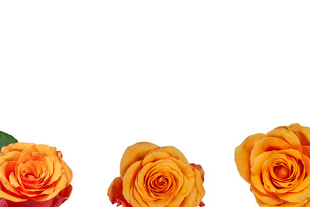 Orange rose isolated on a white background. Top view.の写真素材