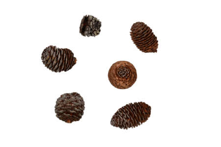 Fir cone isolated on white background