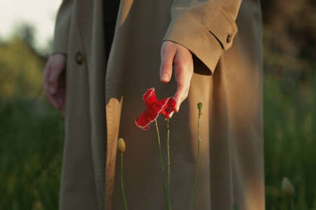 Red poppy in sunny rays in woman hands.の写真素材