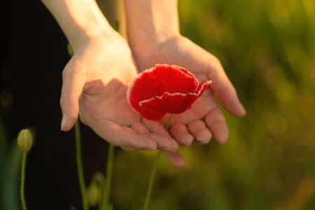 Red poppy in sunny rays in woman hands.の写真素材