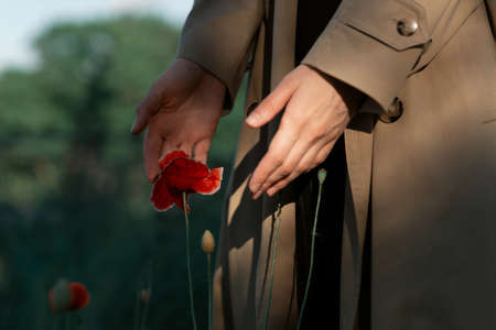 Red poppy in sunny rays in woman hands.の写真素材