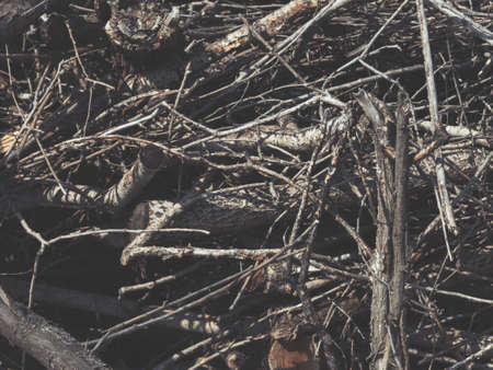 Scary empty wooden plaque lies on dry branches. Copy space. Halloween.の写真素材