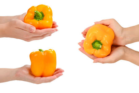 Bell pepper in woman hand isolated on white.の写真素材