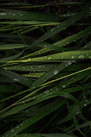 Green grass with raindrops background. top view.の写真素材