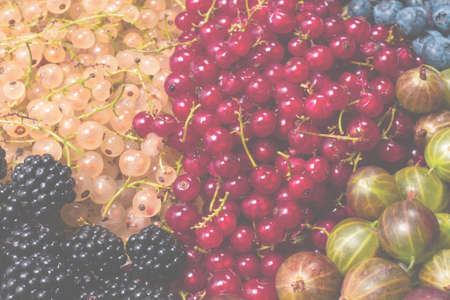 Gooseberries, blueberries, mulberry, raspberries, white and red currants background.の写真素材