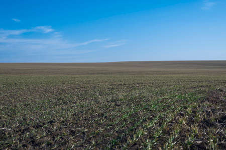 Plowed field and blue sky as a background.