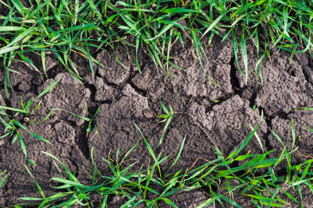 Cracked earth soil and green grass as a texture background. Spring. top view.の写真素材
