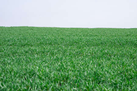 Green field as a background. Green grass in spring isolated on a white background.