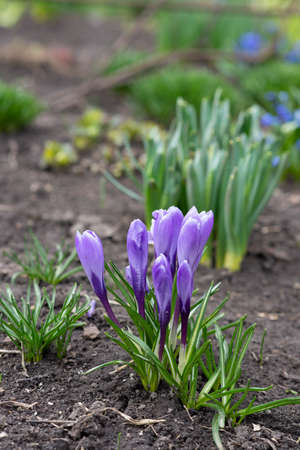 A small tulip in a garden. Springtime, gardening.