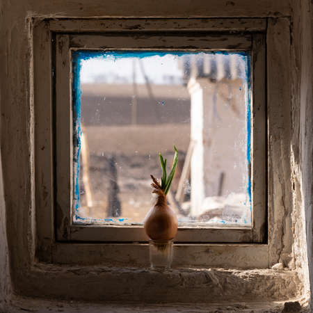 An onion on an old window sill. Seedling of plants in pots on a window sill. village house.
