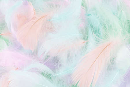 Colorful feather on mint background, top view.の写真素材