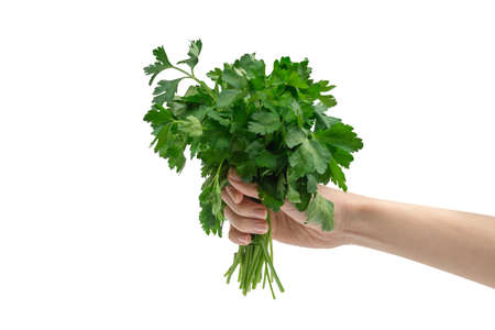 A bunch of parsley in woman hand isolated on a white background.の写真素材