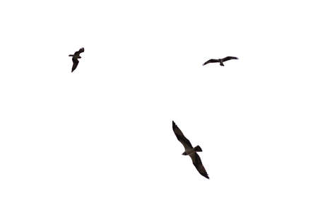 A flying eagel isolated on a white background.の写真素材