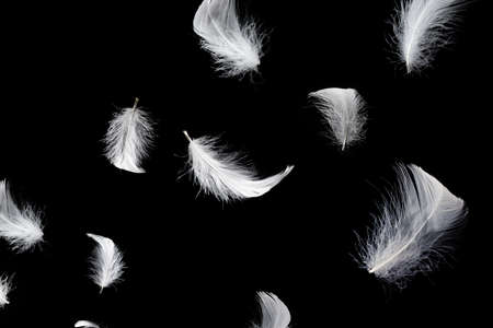 White floating feather isolated on a black background.の写真素材