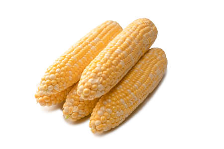 Yellow sweet corn isolated on white background. copyspace.